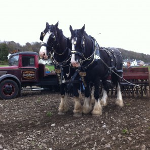Old Hall Farm, Bouth - ploughing the fields with vintage farming techniques